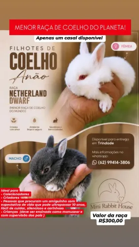 Filhote de coelho raça Netherland Dwarf 