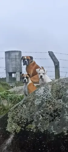 Filhote de boxer 