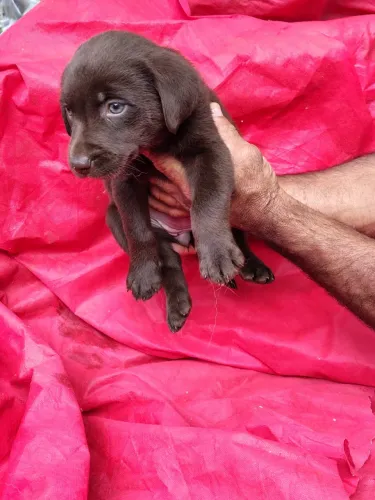 Labrador o seu filhote - 10x sem juros 