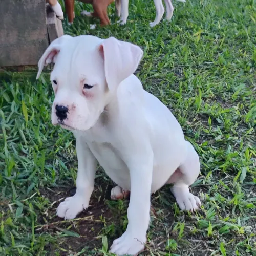 Vendo filhote de boxer 