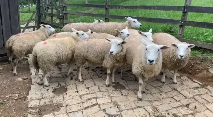Texel