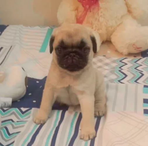 Pug 