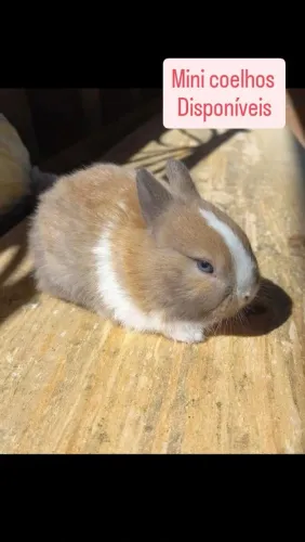 Mini coelho Netherland dwarf