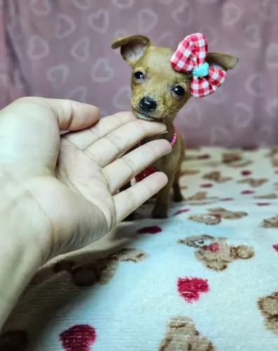 Neném Pinscher/Pincher/Pinsher/Pintier pequenos, espertos e encantadores