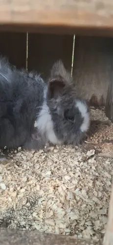 Coelho mini lion