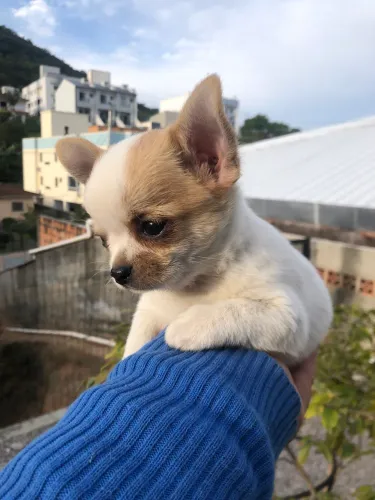 Lindo chihuahua pelo curto machinho