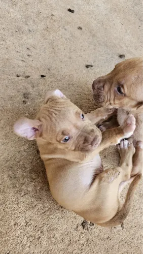 Pitbull