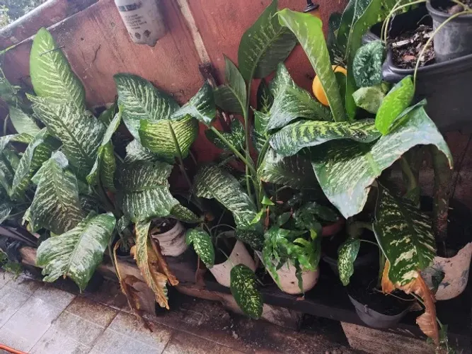 Comigo-ninguém-pode - Dieffenbachia - Vários Exemplares Disponíveis