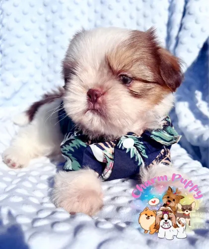 Shih Tzu Macho | Criação Responsável 
