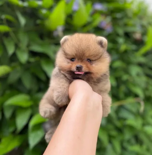 Ursinho Pimpão Lindo!!! Lulu da Pomerânia Anões