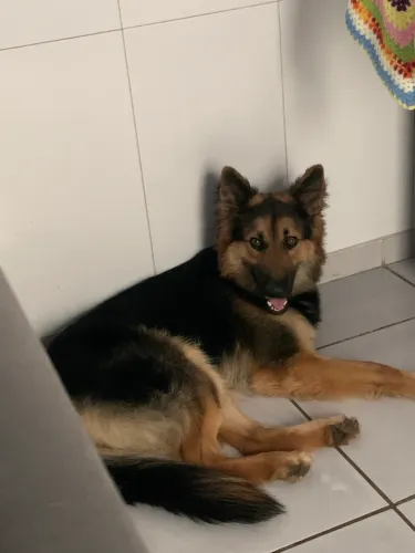 Adoção responsável