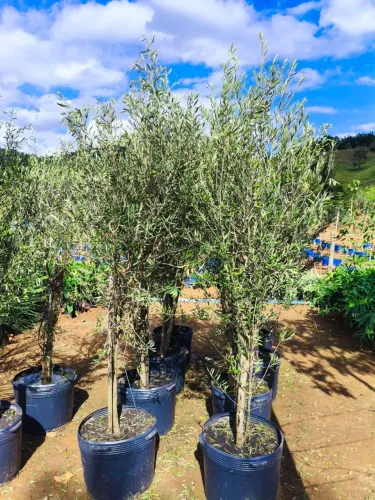 Oliveira 
