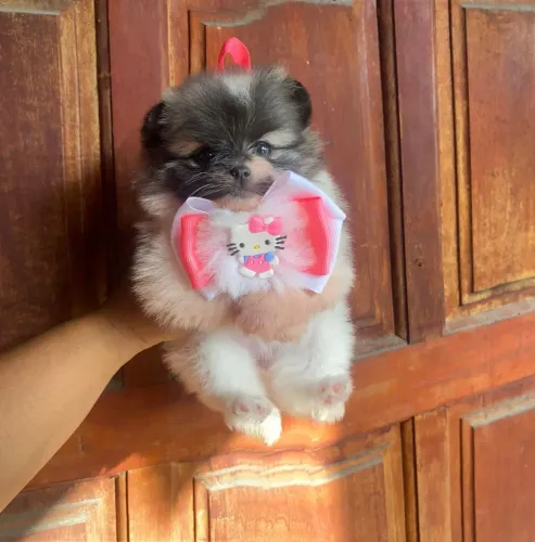 Lulu da Pomerânia 