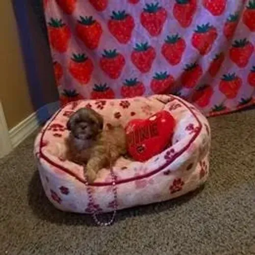 Shih Tzu,Shih Tzu Filhote Estrutura Perfeita Disponível