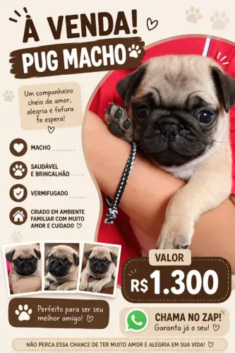 Pug raça pura .