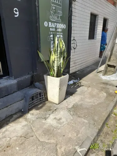 Vaso de Plantas