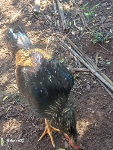 Galo caipira gigante