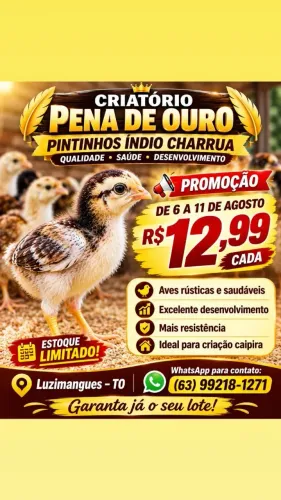 Pintinhos Caipira