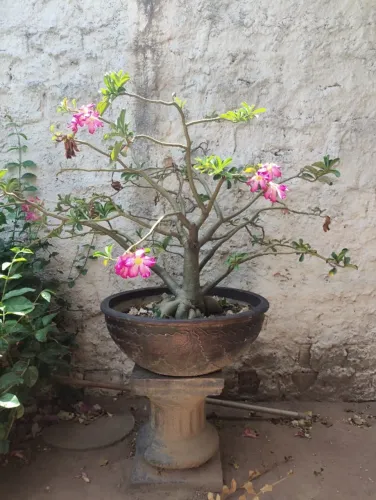 Rosa do deserto