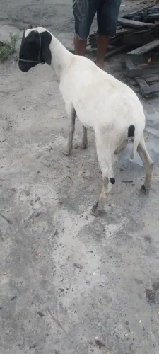 Vendo caneiro adulto com ano