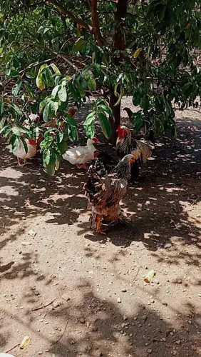 Galinha Brahma 