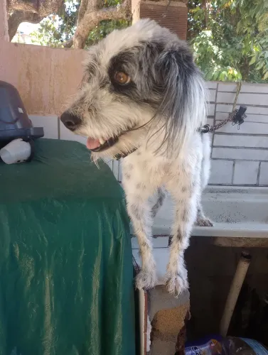 Banho e tosa a domicílio 