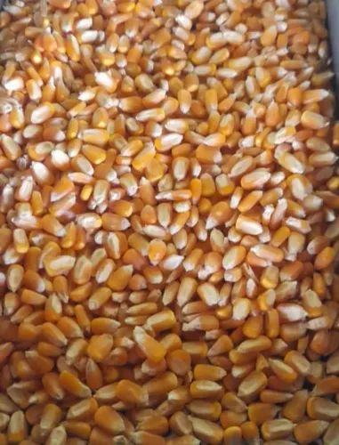 Venda de Milho, Quirera de Milho e Farelo de Soja Direto do Produtor