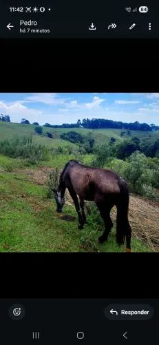 Cavalo e uma égua