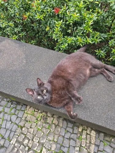 Gato negro, muito dócil, 2 anos, castrado e vermifugado.,