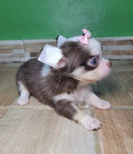 VENDA CHIHUAHUA FÊMEA E MACHO PELO LONGO