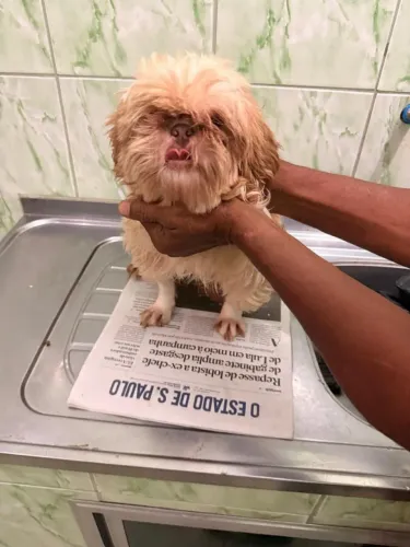 Cachorro