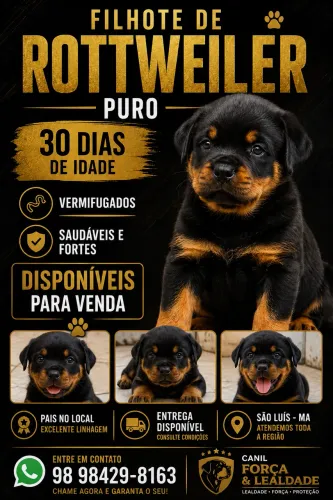 Filhotes de rottweiler
