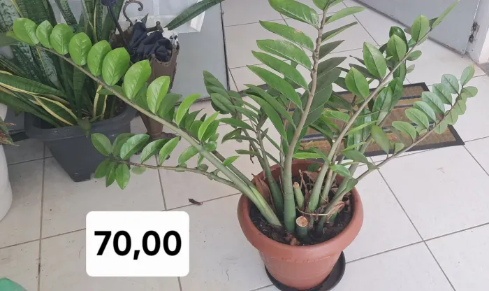 Planta Zamioculca