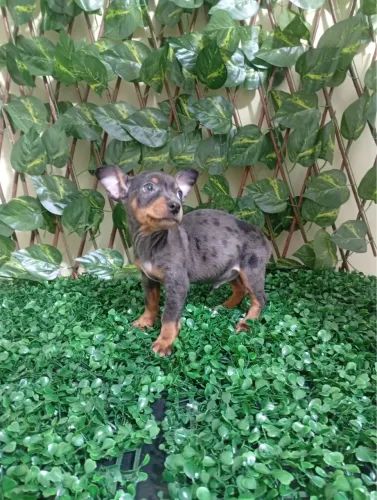 Pinscher mini