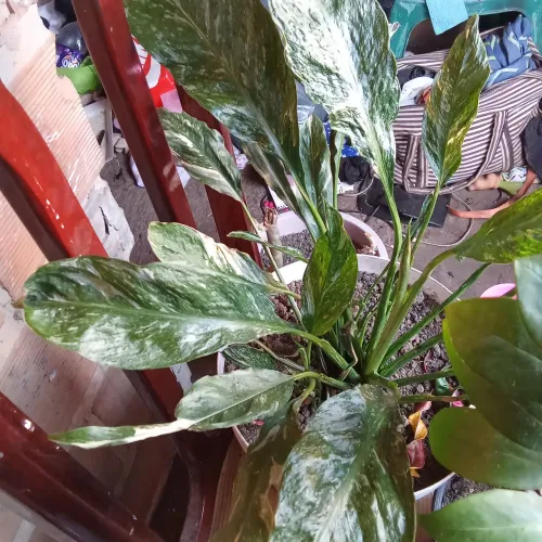 Plantas