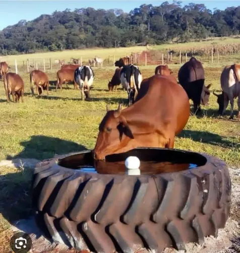 Bebedouro