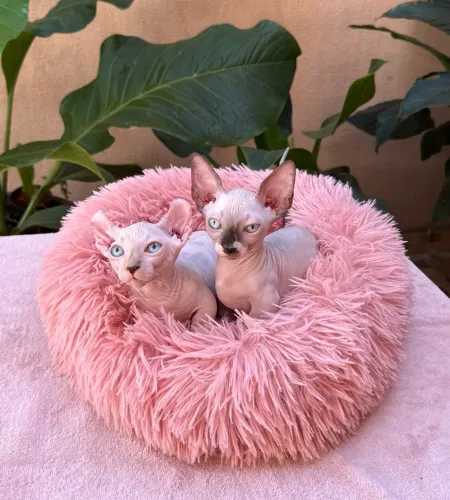 Filhotes Sphynx Reserva 
