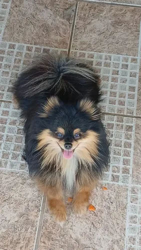 Lulu Pomerania cobertura monta inseminação 