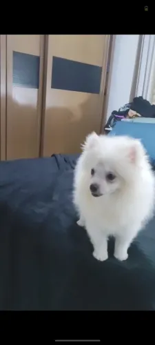 Lulu da Pomerânia