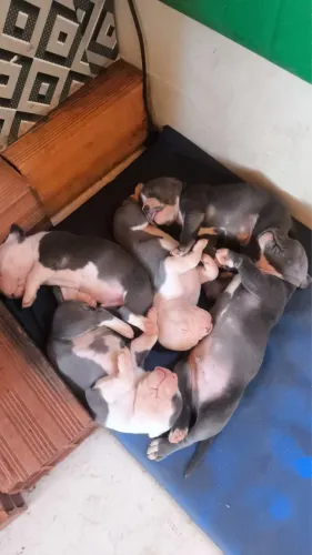 American bully