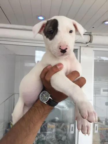 Filhote de Bull Terrier com atendimento presencial