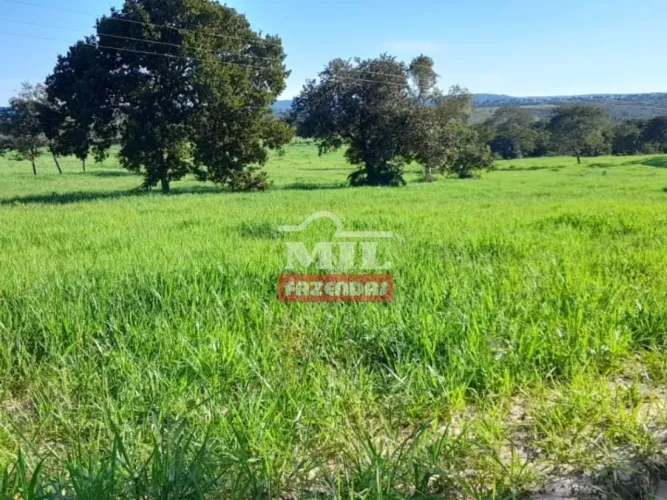 Fazenda em Torixoreu - MT. (236 Alqueires) Dupla Aptidão - Beira Rio