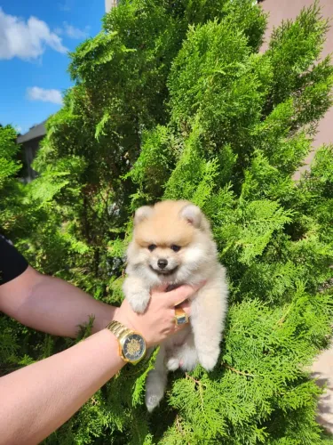 Spitz fêmea  linda