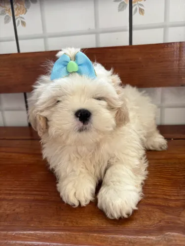 Shihtzu macho