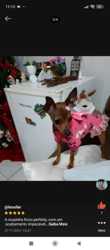 Roupa para pinscher zero