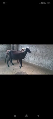 Ovelhas