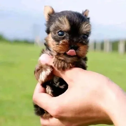 Miudinho filhotes de Yorkshire micro