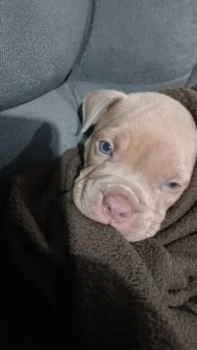 American Bully pocket Macho, somos de bangu.