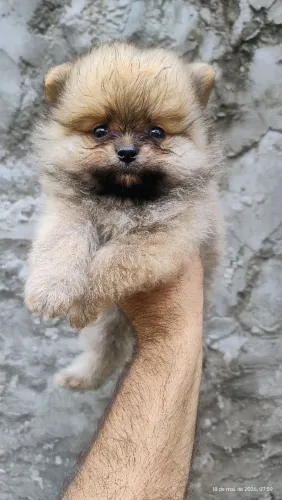 Spitz alemão anão laranja disponível.