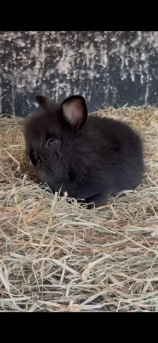 Vendo filhotes de mini coelho